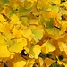 Herbst in Schenna
