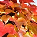 Herbst in Schenna