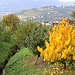 Herbst in Schenna