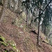 rutschige Querung. Die Hauptschwierigkeit war heute eindeutig das nasse Laub.<br /><br />beachte: Band und Seil am gegenüberliegenden Aufstieg