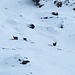 Steinbock mit Steingeis und einem Jungen<br />(Foto von Susanne)