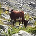 Als wir uns schon zurückziehen wollten, setzten sich auch die Kuh und ihr Kälbchen in Bewegung - und bildeten mit uns eine kleine Vierergruppe. So wanderten wir nun langsam und vorsichtig auf einer breiten Geländekante, auf der die beiden wohl heraufgekommen waren, hinunter zum Wanderweg.<br />Wir nahmen unsere Rucksäcke wieder auf und schickten uns an, weiter nach Sant'Anna di Vinadio zu gehen. Da blieben die beiden stehen, drehten sich um und sahen uns an, langsam und ruhig mit den Köpfen wackelnd. Fast war es, als würden sie sich fürs Verjagen der Geier bedanken, und sich von uns verabschieden.