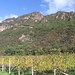 Weinblick