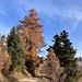 wiederum Beginn mit feinen Herbstfarben