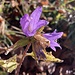 fein behaarte Glockenblume