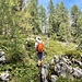 Kurz nach der Rotwandalm geht es etwas unübersichtlich hinauf zum Grat. Dazu in einem Linksbogen in den Wald ...