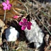 Selon Flora Helvetica, cet oeillet devrait fleurir de juin à octobre... on est mi-décembre...