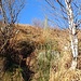 si ravana per uscire dal bosco