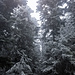 Dunkel dräut der Wald.
