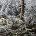 Auf seiner Westflanke hat der Berg mehr Frost-Schmuck als ostseitig.
