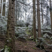 Gepuderzuckerter Wald.