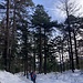 südlich vom Gibelhorn geht's erst im Wald weiter ...