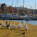 17 oche ed 1 anatra sul lungolago di Angera.