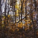 Colori d'autunno.