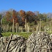 Vigneto in via Ronchi.