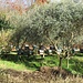 Alveari sotto gli ulivi.