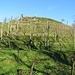 La collina vignata dell'Azienda Agricola Piano.