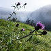 Letzte Blüten auf der Weide.
