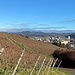 Blick über die Rebberge nach Lörrach.<br /><br />