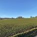 Oberhalb von Tumringen mit Blick zum Tüllinger Berg.<br /><br />