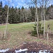 Abstieg (Rückblick) nach Mühlbdemmelberg jetzt über Weg Nr. 17, Abkürzung am Waldrand (Bild).