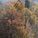Herbstwald von oben