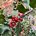 ... vorbei an schönen, aber stechenden Ilex-Zweigen ...