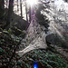 ... Wald-Passage fast ohne Höhenmeter, aber begleitet von ...