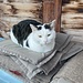 Hauskatze des Rothbads