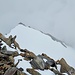Punta Giordani (4046 m)