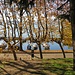 Il Porto Nuovo di Ispra.
