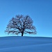 Einzelbaum vor einem makellosen Himmel