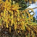 Herbstgold