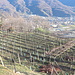 vigneti