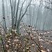 Wir tauchen wieder in den Nebel ein. Der Dimbacher Buntsandsteinhöhenweg führt nun talwärts und um den Rötzenberg herum.