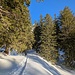 schöner Weg durch die Tannen zur Alp Tesel