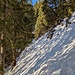 nun geht es alles den Wald hinunter nach Wildhaus zurück, teilweise ist es ein wenig ausgesetzt, aber kein Problem, immer noch WT2.
