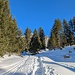 romantische Tour durch den Wald