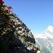 Nie wieder werde ich solch ein Motiv finden: Alpenrose mt Weisshorn im Hintergrund. Gefunden beim Abstieg von der Dom- zur Europahütte