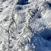 29.12.2024: Worb/Leenrüti: Hier war gestern noch Nebel, der Rauhreif verrät es.