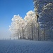 28.12.2024: Beim Picknickplatz am Lehnrüttiweg auf 765 m zieht sich der Nebel zurück.