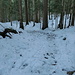 Abstieg im Wald, es fehlt der Schnee