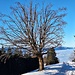 Einige Einzelbäume in der Schneise zum Gipfel