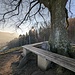 Calverbühl, Gipfellinde.