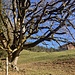 an mächtigem Baum - auf der Hubelweid - vorbei ...
