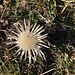 ... diese Blume passend