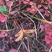 ...allerlei herrlich herbstfarbener Botanik ... 