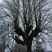 Alter Baum mit Betsäule