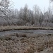Verlandeter Waldteich