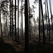 Nebelgrenze, die Sonne drückt durch.